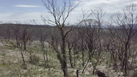 A-Forest-around-8-month-after-a-Bushfire-went-threw