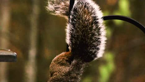 Squirrels-are-members-of-the-family-Sciuridae,-a-family-that-includes-small-or-medium-size-rodents