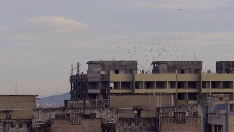 group-fleet-of-birds-flying-over-residential-budling-city-line-Mumbai-India-in-moring