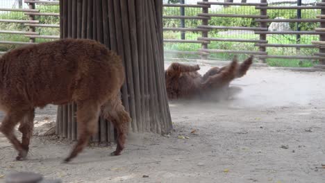 Two-brown-Alpaka-in-a-barnyard-At-The-Zoo-In-Seoul-Grand-Park,-Seoul,-South-Korea---full-shot