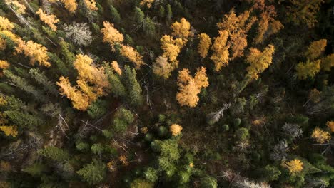 Eine-Langsame-Luftaufnahme-über-Einem-Borealen-Spätherbstwald-Im-Kanadischen-Schild