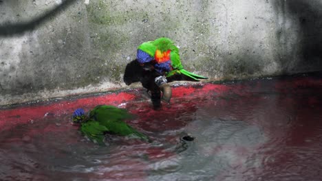 Parrots-play-in-water-puddle