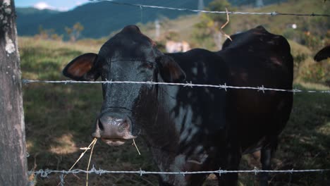 Süße-Schwarze-Kuh,-Die-In-Zeitlupe-Weide-Auf-Einer-Farm-In-Kolumbien-Frisst