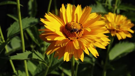 Eine-Biene-Sammelt-Nektar-Von-Einer-Falschen-Sonnenblume-Und-Fliegt-Dann-Zu-Einer-Anderen-Blume