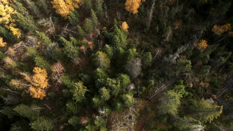 Eine-Langsame-Luftaufnahme-über-Einem-Borealen-Spätherbstwald-Im-Kanadischen-Schild