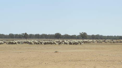 Flock-of-sheep-grazing-in-a-barren-field