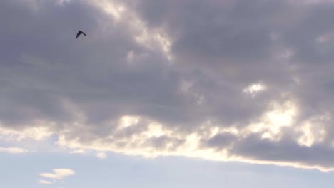 Taubenfliegen-Im-Morgenlicht-Und-Wolken-Mit-Bergen-Im-Hintergrund