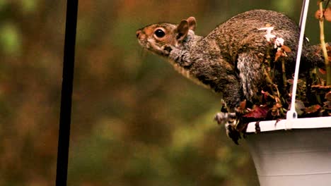 Eichhörnchen-Sind-Mitglieder-Der-Familie-Sciuridae,-Einer-Familie,-Die-Kleine-Oder-Mittelgroße-Nagetiere-Umfasst