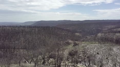 A-Massive-Bushfire-went-threw-this-forest-at-Blue-Mountains-Nationalpark