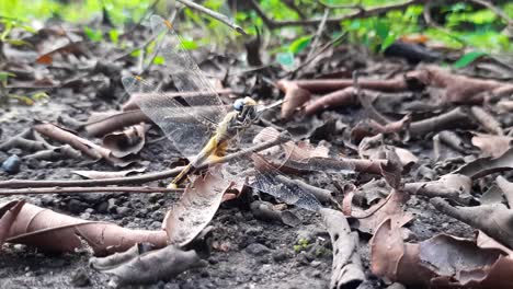 Dragonfly-sitting-on-the-forest-floor-and-buzzing-with-its-wings