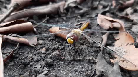 Macro-shot-of-dragonfly-and-ant-fighting-on-ground-in-nature