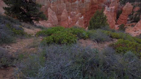 Tilting-up-shot-from-desert-bushes-in-the-foreground-to-hoodoo-rock-formations-in-the-background-at-Bryce-Canyon-National-Park,-Utah