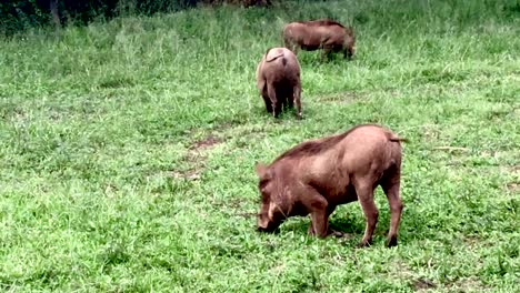 Eine-Gruppe-Von-Warzenschweinen,-Die-Gras-In-Nairobi,-Kenia,-Fressen