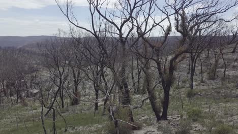 Burned-parts-of-Blue-Mountains-Nationalpark-Some-of-the-trees-already-started-recovering