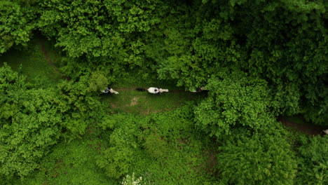 Horseback-journey-through-Croatian-forest,-Top-Down-Aerial-View