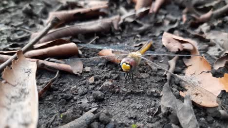 Libelle---Ameiseninsekten-Auf-Naturboden