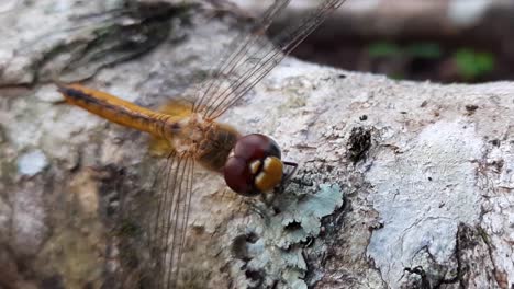 Close-up-of-a-dragonfly-on-a-tree-trunk-moving-its-front-legs