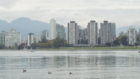 Enten-Schwimmen-Im-False-Creek-In-Der-Nähe-Der-Innenstadt-Von-Vancouver