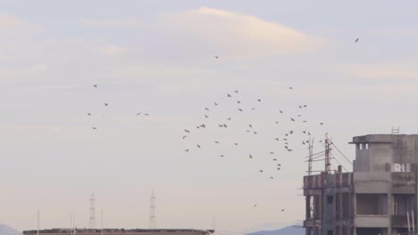 Gruppenflotte-Von-Vögeln,-Die-Morgens-In-Der-Nähe-über-Die-Knospende-Wohngegend-Der-Stadtgrenze-Von-Mumbai,-Indien,-Fliegen