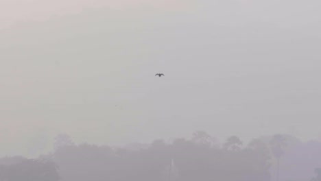 Tauben,-Die-Am-Frühen-Morgen-Im-Nebel-Fliegen,-Filmische-Aufnahme