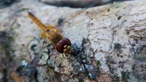 Zoom-in-shot-of-beautiful-yellow-dragonfly-sitting-and-resting-on-wooden-branch-in-nature
