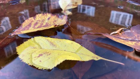 Fallen-autumn-leaves-lie-on-the-surface-of-puddle,-closeup
