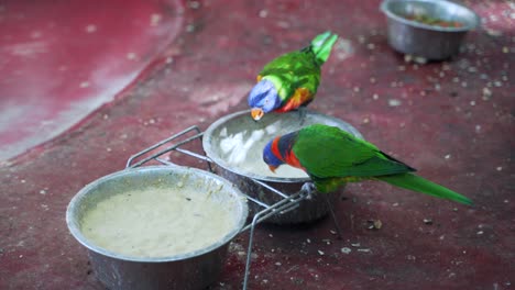 Two-lorikeets-eats-from-a-bowl