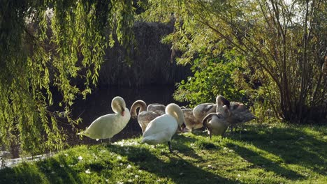 Group-of-swans-relaxing-in-sunlight-on-shore-of-lake-in-the-morning