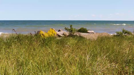 Goldenrod-and-shoreline-grasses-gently-blow-in-the-breeze-along-a-rocky-shoreline