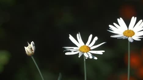 Beautiful-Daisy-Flowers-in-outdoor-garden---slow-motion-handheld-shot