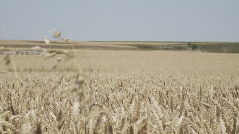 Wheat-crop-swaying-through-wind-outdoor-in-nature