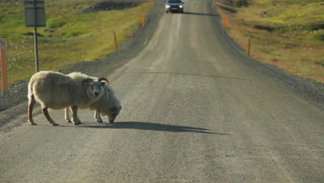 Schafe-überqueren-Die-Straße-In-Island