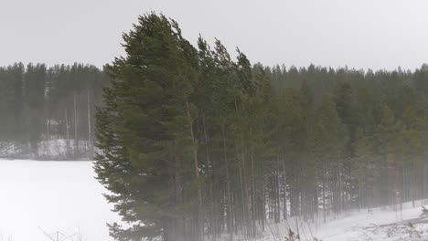 Wide-shot-of-a-grove-of-pine-trees-in-a-nordic-boreal-forest-being-punished-by-heavy-snowfall-and-strong-winds,-under-the-winter-harsh-weather,-in-Sweden