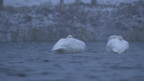 low-angle-close-up-of-two-swan-birds-floating-gracefully-in-a-cold-icy-lake,-in-a-winter-day-under-gentle-snowfall