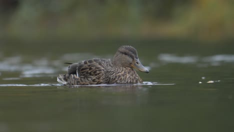 Low-angle-medium-long-shot-of-young-Brown-Mottled-Mallard-Duck-joyful-swimming-upstream-in-a-calm-river
