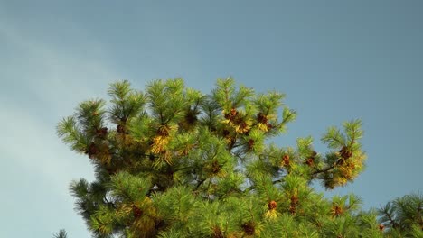Korean-Pine-Tree-In-The-Garden-Of-Seoul-Grand-Park-in-autumn-close-up