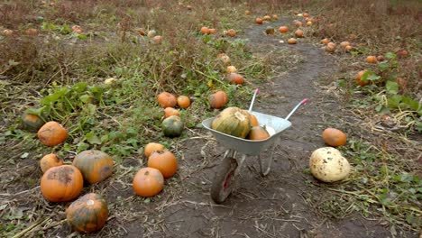 Pan-shot-of-wheel-barrow-with-lots-of-halloween-pumpkins-in-field-in-autumn
