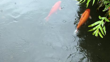 Japanese-Koi-fish-in-the-pond-by-the-Byodo-In-Temple,Valley-of-the-Temples-Memorial-Park-Kahaluu,-Oahu,-Hawaii