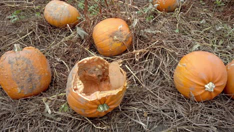Looking-down-at-rotten-halloween-pumkins-on-the-ground-in-a-field-of-hay