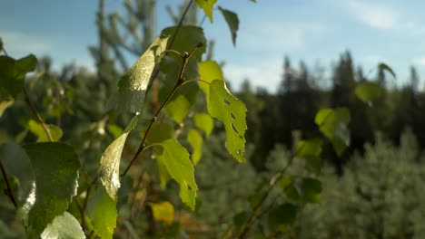 Slide-orbit-close-up-shot-of-green-leafs-and-foliage-of-birch-tree-lit-by-golden-sunshine,-under-blue-sky
