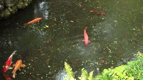 Koi-fish-swimming-in-the-pond-by-the-Byodo-In-Temple,Valley-of-the-Temples-Memorial-Park-Kahaluu,-Oahu,-Hawaii