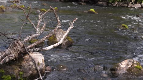 Medium-shot-of-Downstream-rocky-bank,-with-dead-tree,-fallen-to-decompose-in-the-riverbed