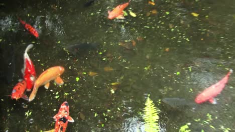 Koi-fish-in-the-pond-by-the-Byodo-In-Temple,Valley-of-the-Temples-Memorial-Park-Kahaluu,-Oahu,-Hawaii