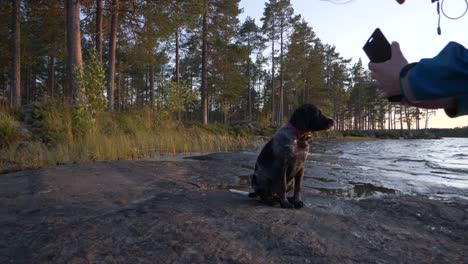 wide-Slow-motion-shot-of-owner-taking-a-picture-of-his-pet,-Brittany-Spaniel-dog,-in-sitting-position-at-a-river's-edge,-amidst-a-pine-tree-forest,-at-dusk,-in-Sweden