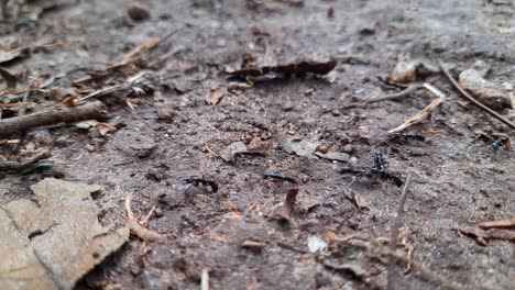 Close-up-static-shot-of-black-ants-in-wild