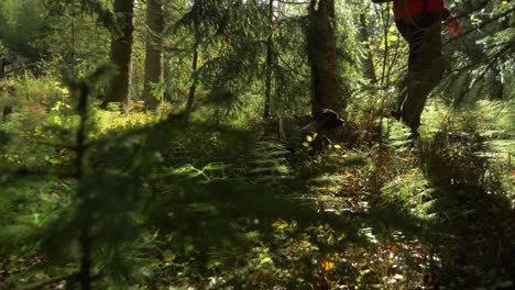 Bodenebene-Kamerafahrt-Eines-Brittany-Spaniel-Hundes,-Der-Hinter-Seinem-Besitzer-Auf-Einem-Pfad-Inmitten-Eines-Grünen,-Reichen-Waldes-Spazieren-Geht,-Wobei-Sonnenstrahlen-Durch-Die-Silhouette-Von-Waldbäumen-Scheinen