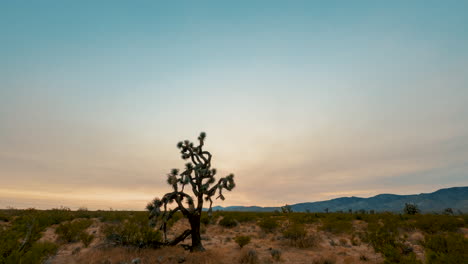Golden-sunset-beyond-a-Joshua-tree-and-the-Mojave-Desert-landscape---time-lapse