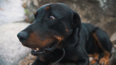 Adorable-rottweiler-dog-face-with-friendly-eyes,-while-sitting-on-a-rock