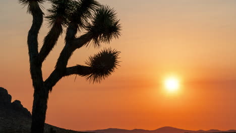 Purpurroter-Sonnenaufgang-über-Der-Mojave-Wüste-Mit-Einem-Joshua-Tree-Im-Vordergrund---Zeitraffer
