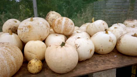 Pan-shot-of-selection-of-white-halloween-pumpkins-harvested-on-farmers-table